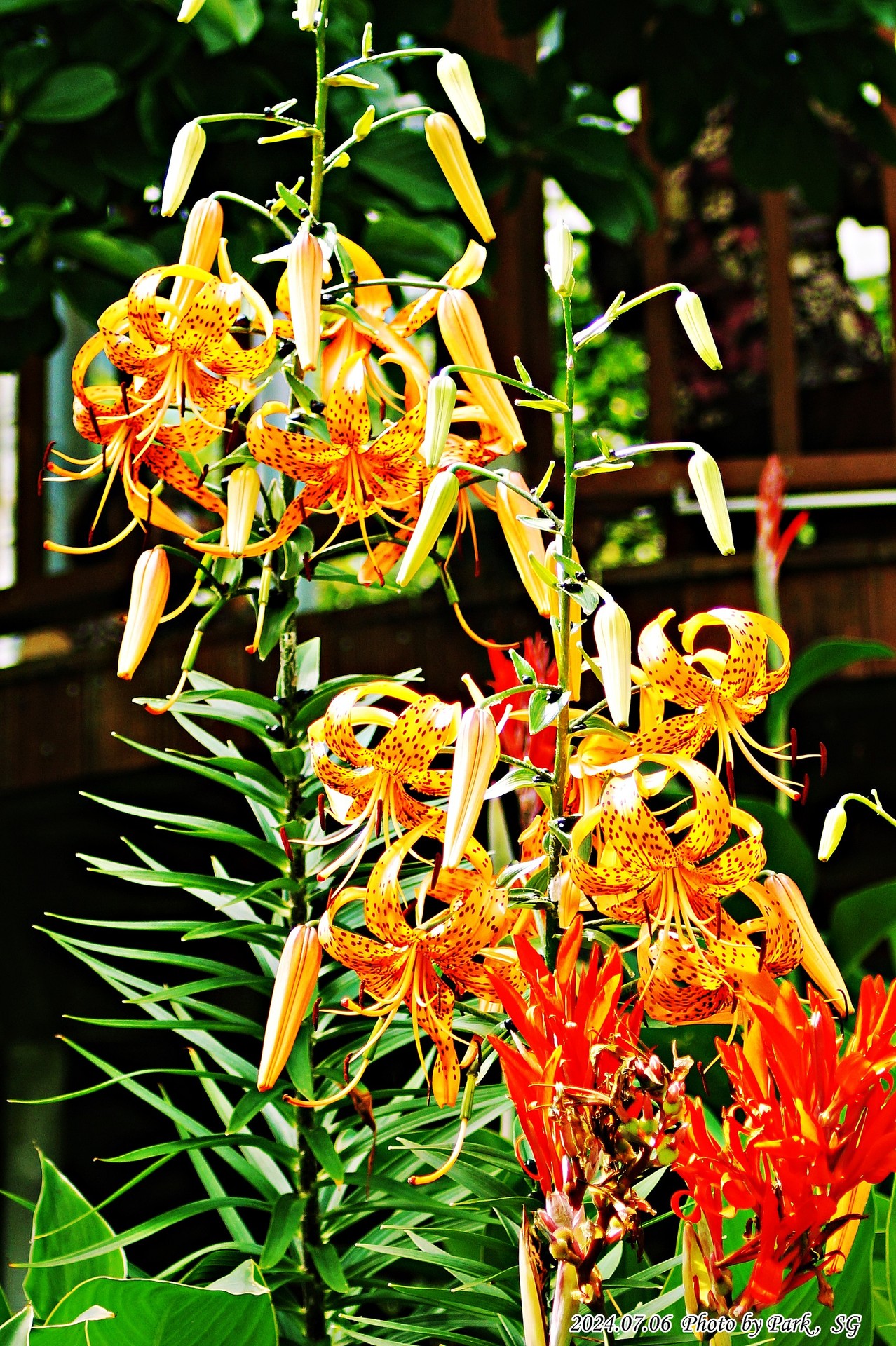 sfondi flower, botany
