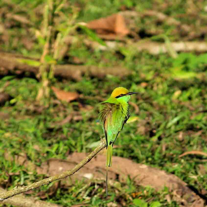 A bird