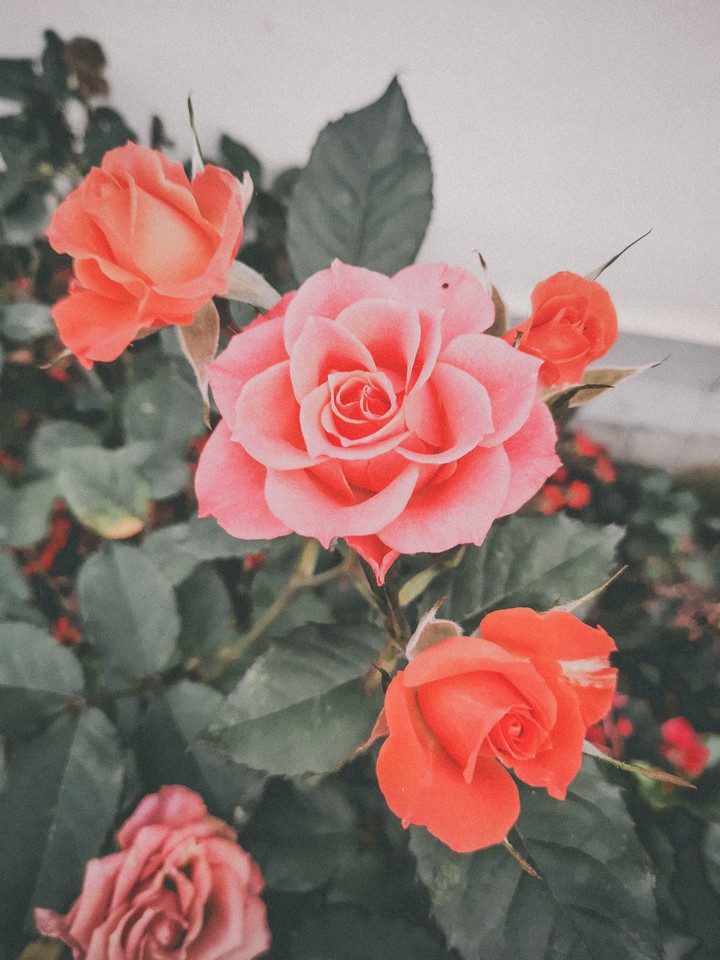 vintage rose
