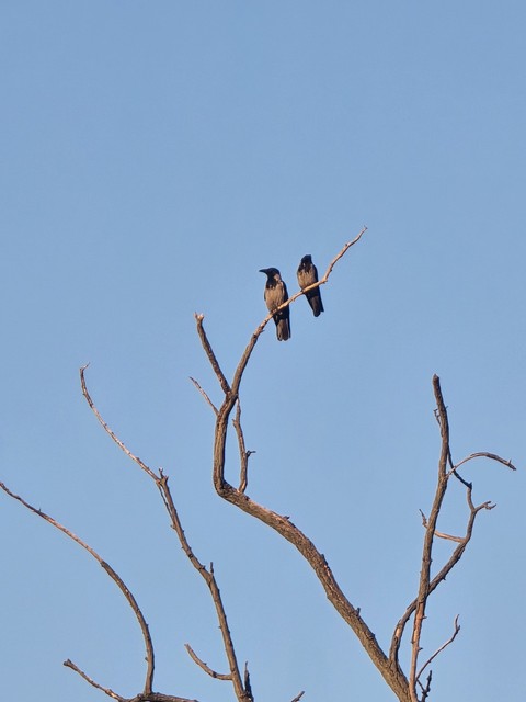 tapety beak, coraciiformes