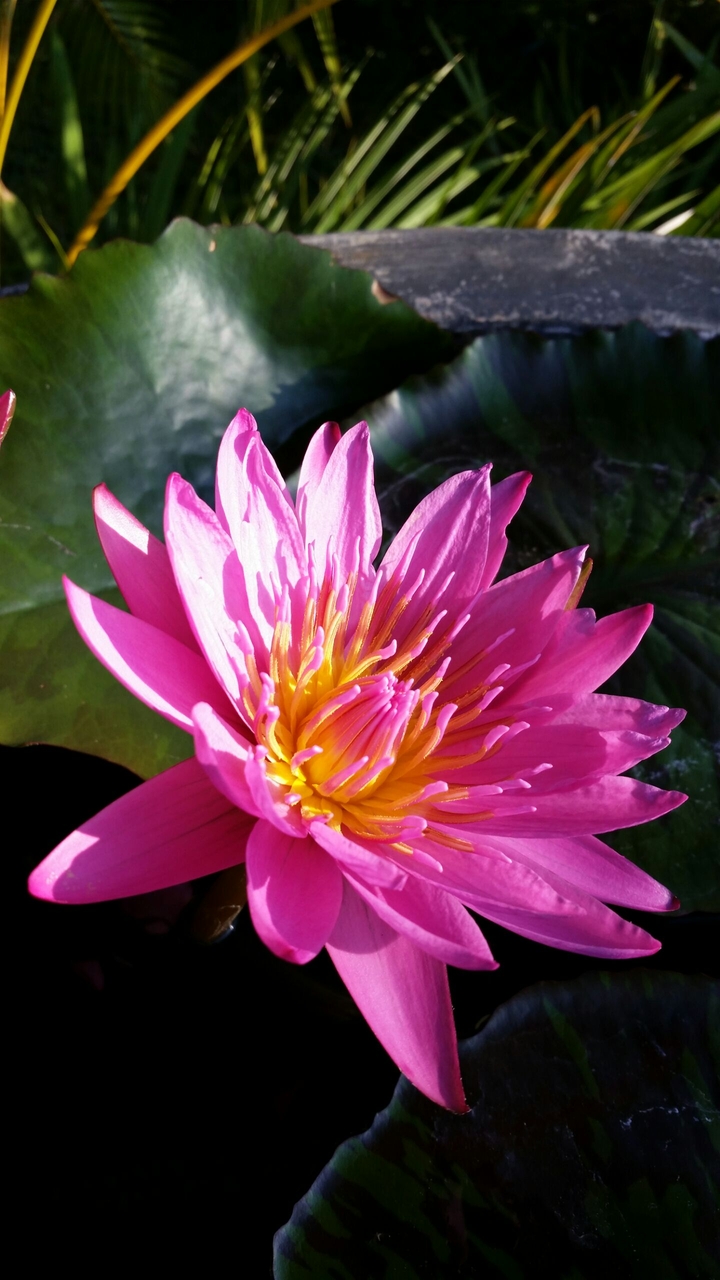 Another bloom