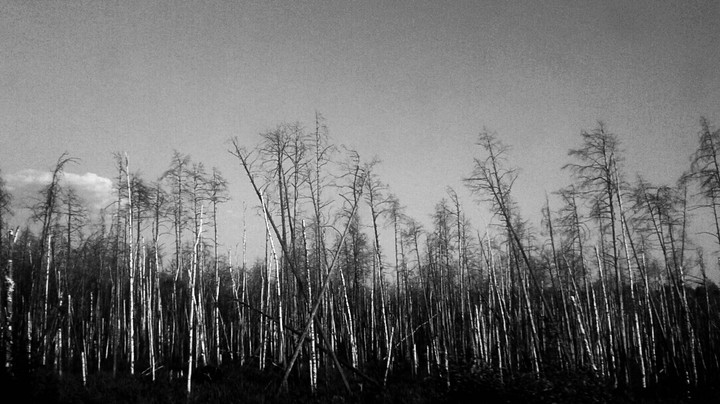 dead forest
