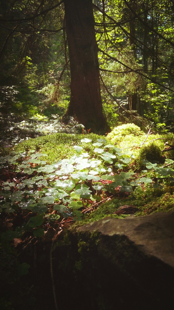 sottobosco in agosto