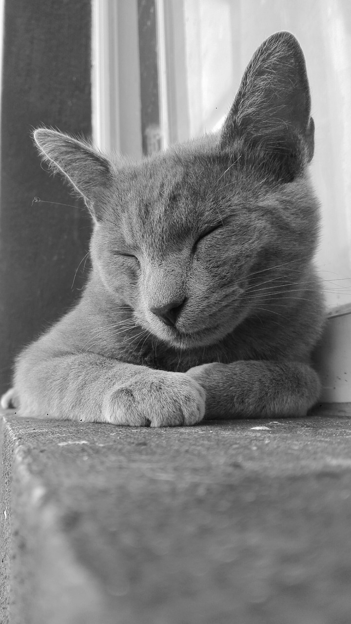paz