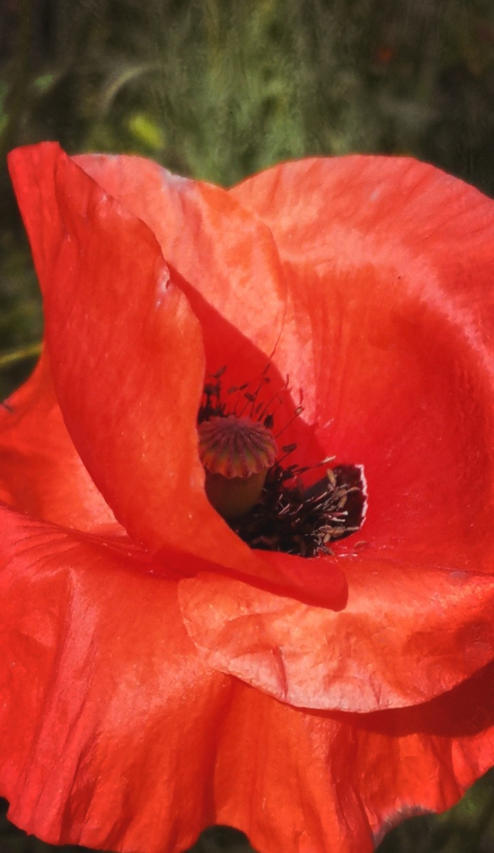 Mohnblüte