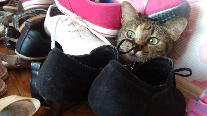 Puss in Boots