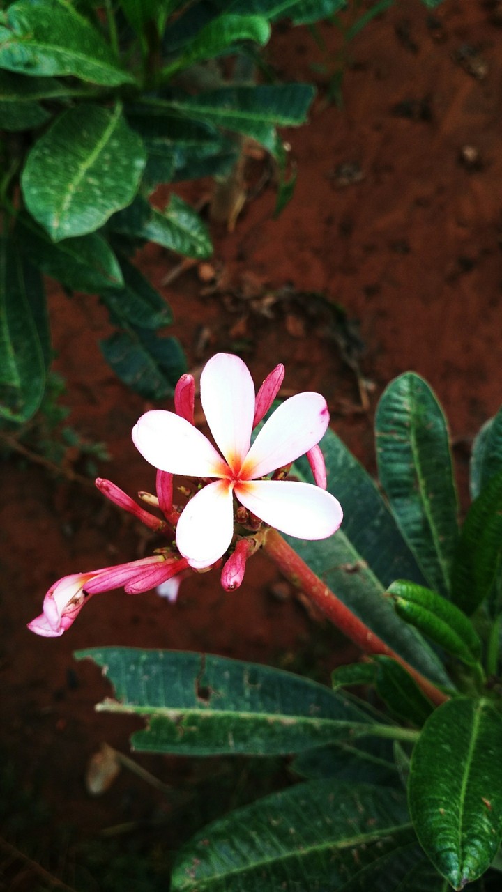 beauty