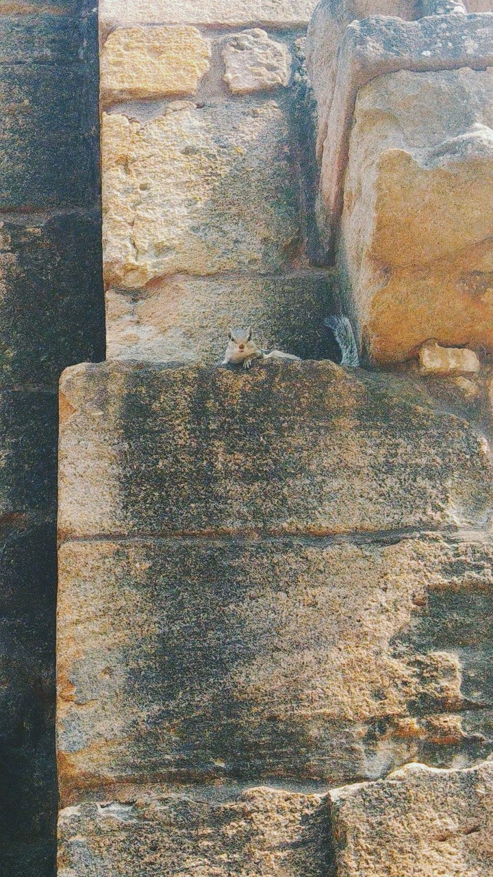 Squirrel