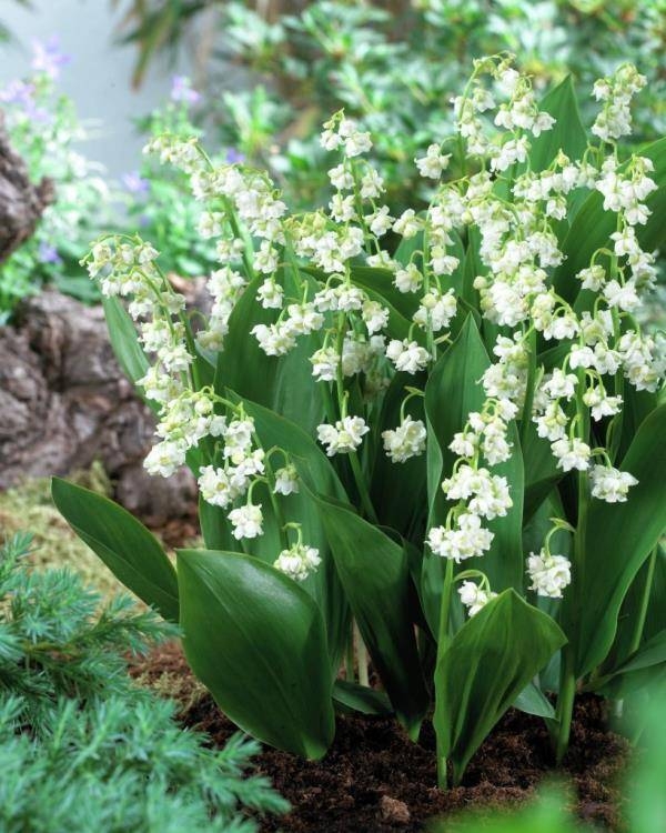 Lily of the valley