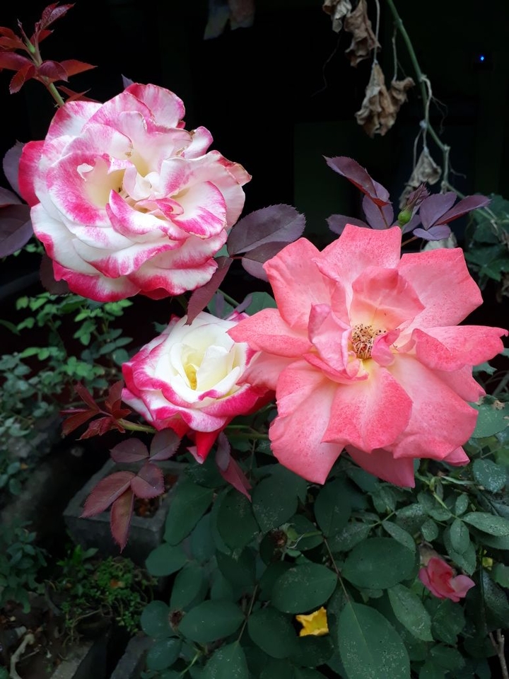 Three beautiful Roses