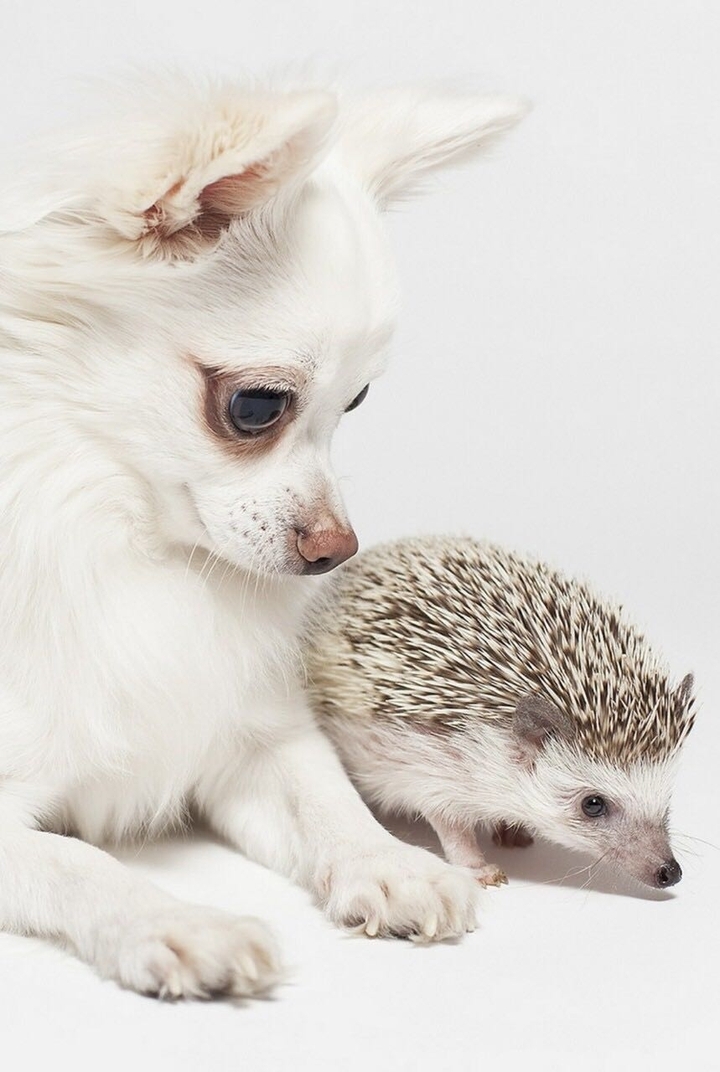 Hund und Igel