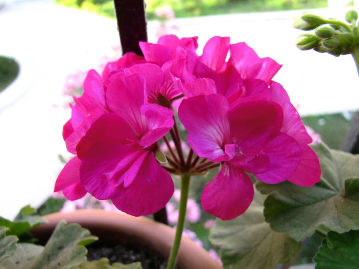 The most beautiful shade of pink