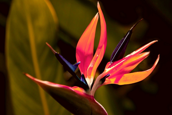 bird of Paradise