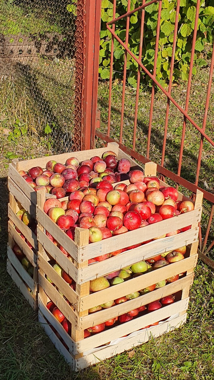 Boxes of apples