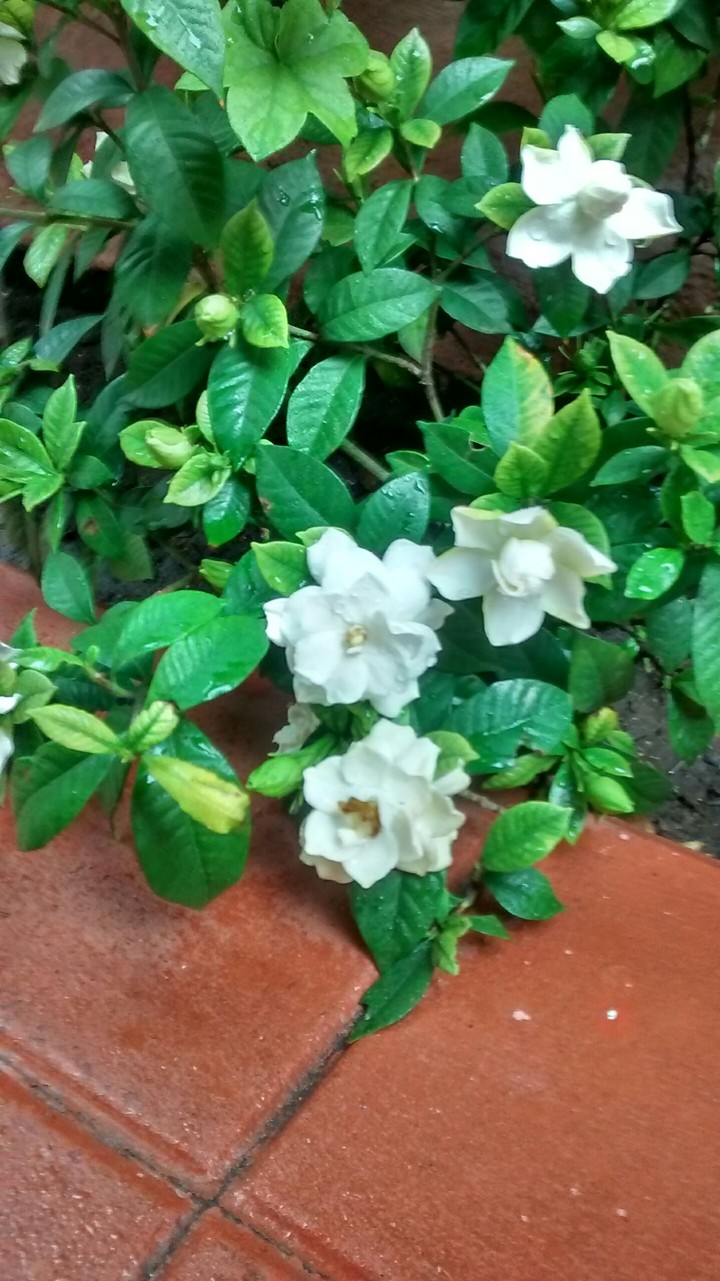 Jasmine
