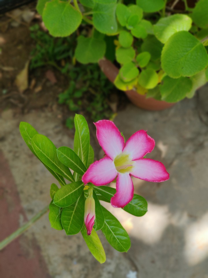 फूल # प्रकृति