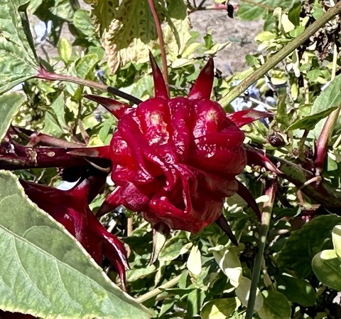 flower, magenta achtergronden