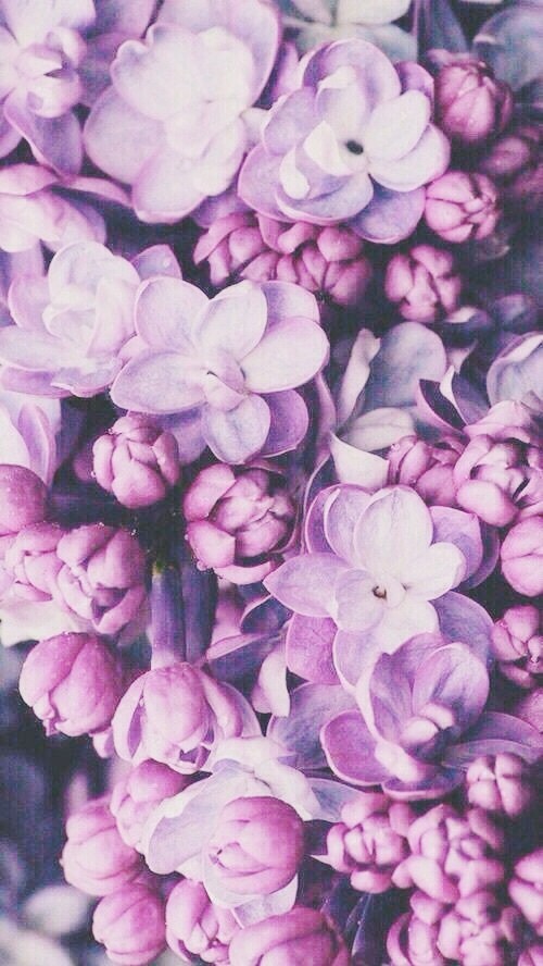 lilac