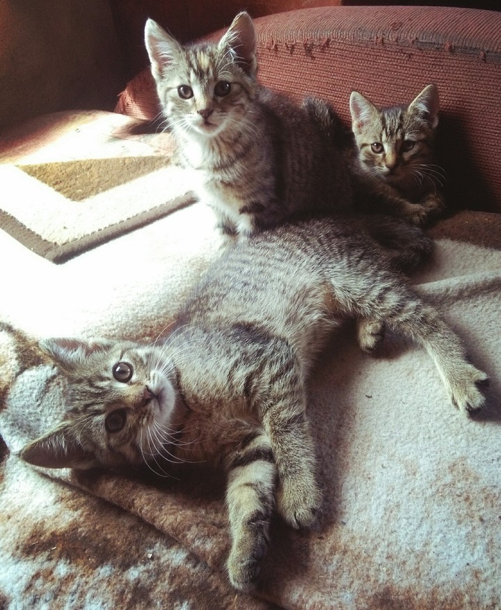 Little cats