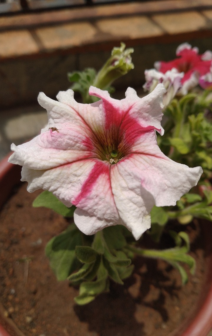 white flower