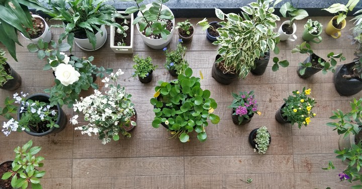 Balcony Garden