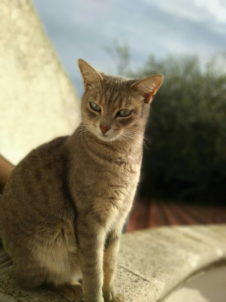 Cat///Il mio gatto//A mea pisicuta