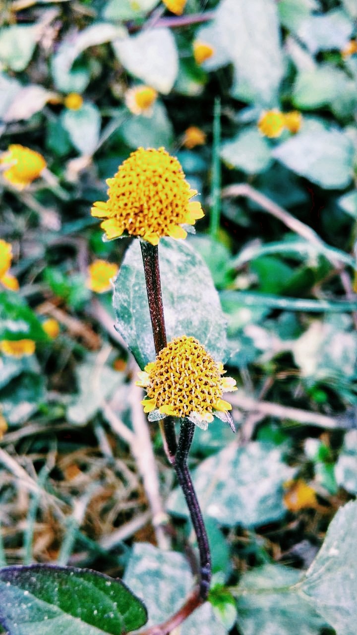 yallo flower