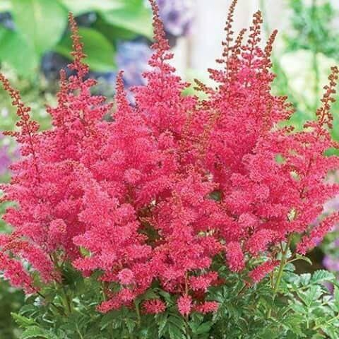 red