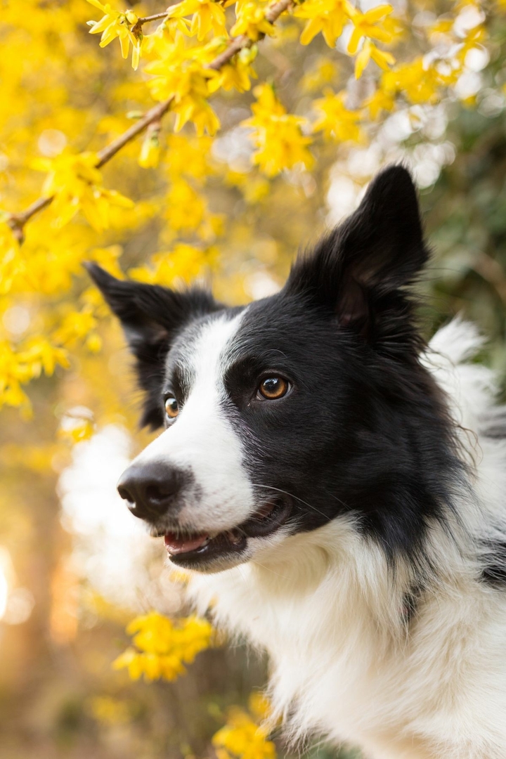 The Border Collie Because There Is No Better Dog