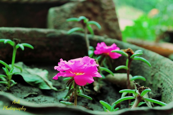 Pink Flowers