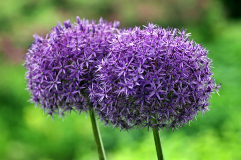sfondi petal, closeup
