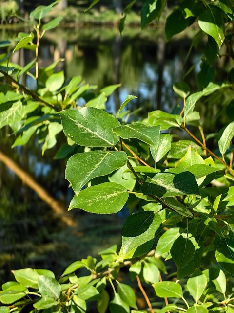 trunk, groundcover Hintergrundbilder