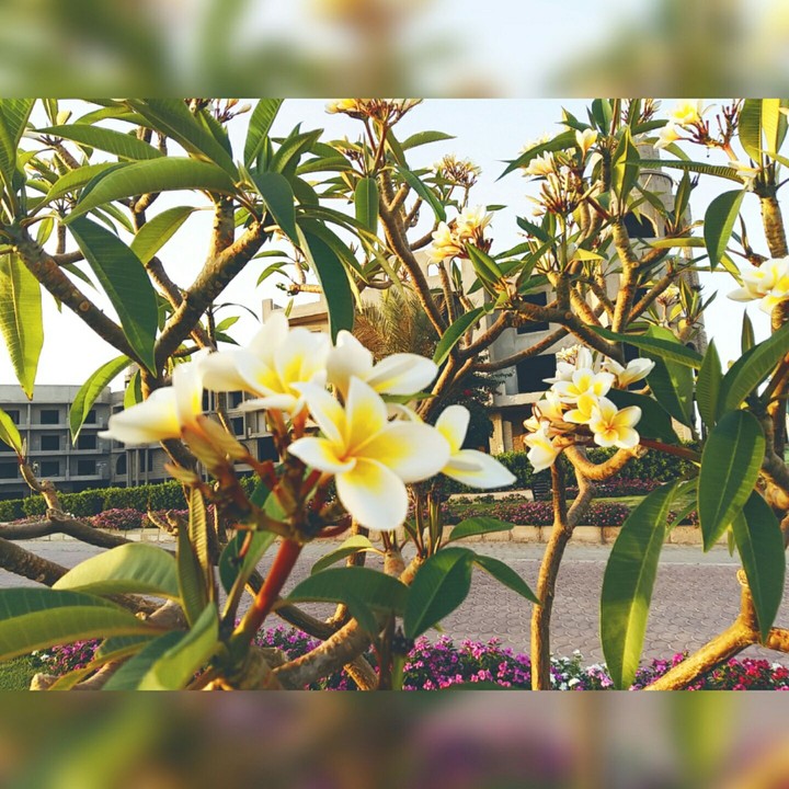 magnolias