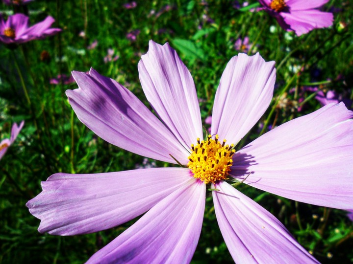 flower plant