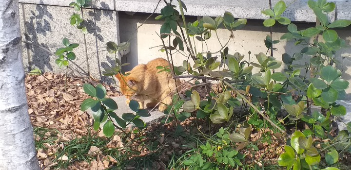 cat
