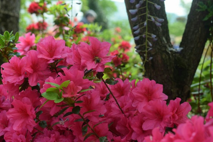 azalea