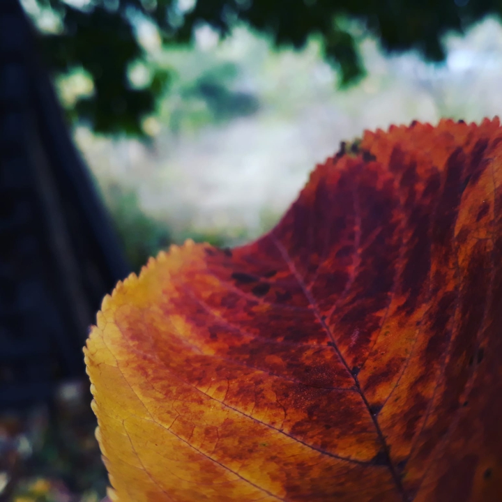 autumn leaf
