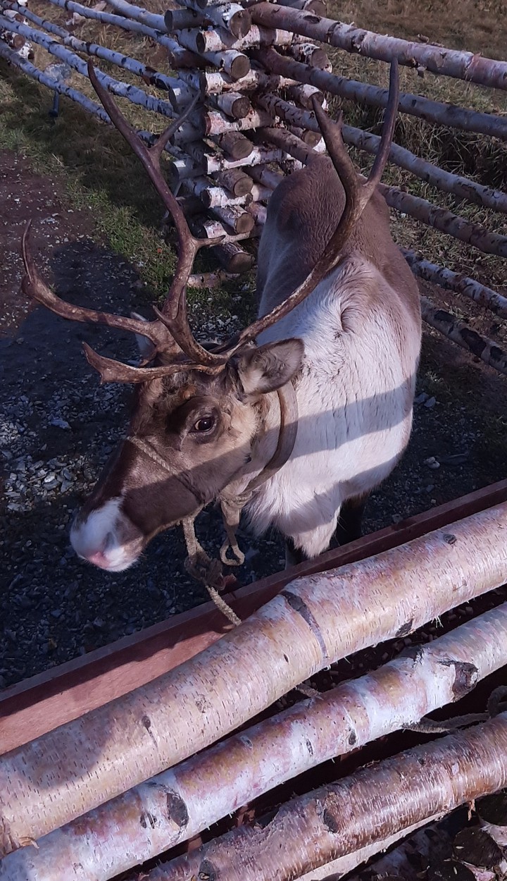 reindeer