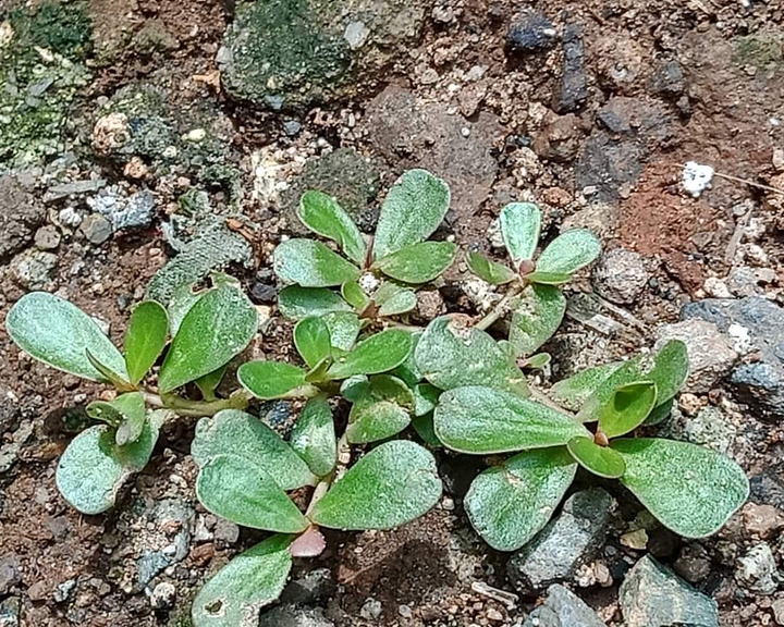 wild plant