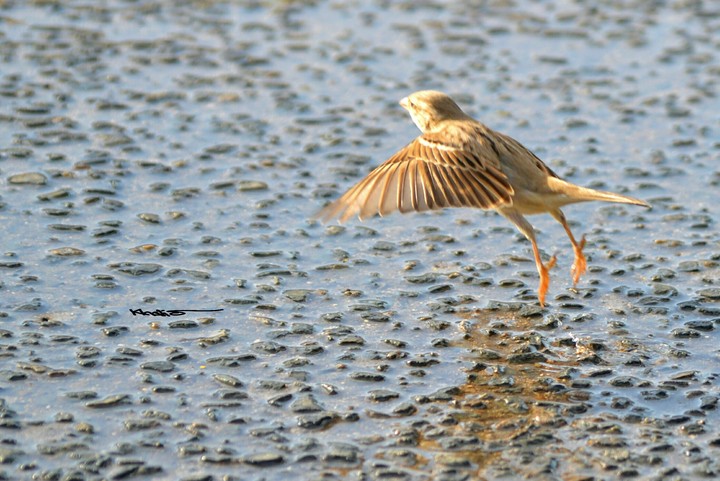 Golden Freedom