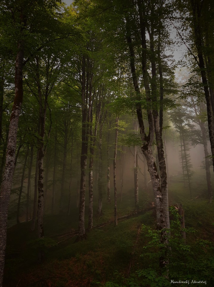 Foggy