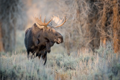 Moose, reindeer achtergronden