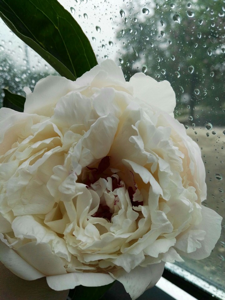 rain