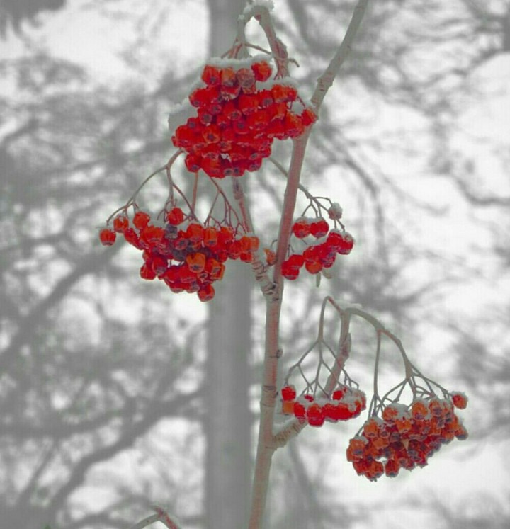 мамочка