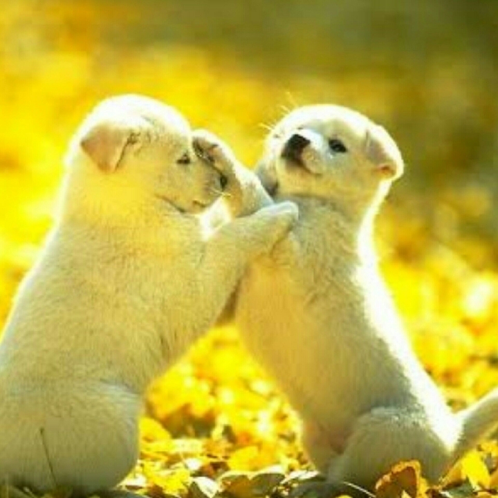 Fights.....but so cute!!