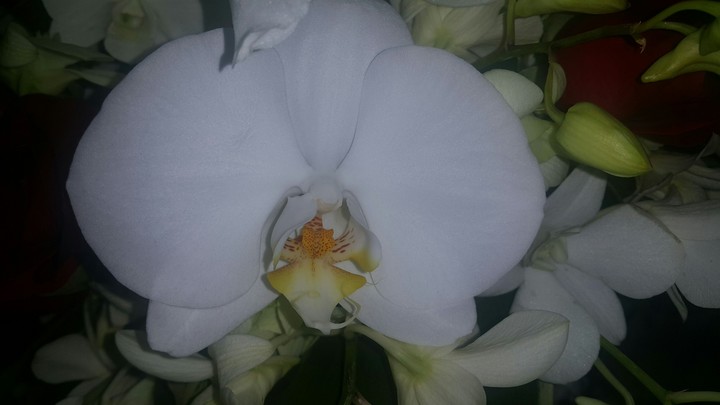 orquídea