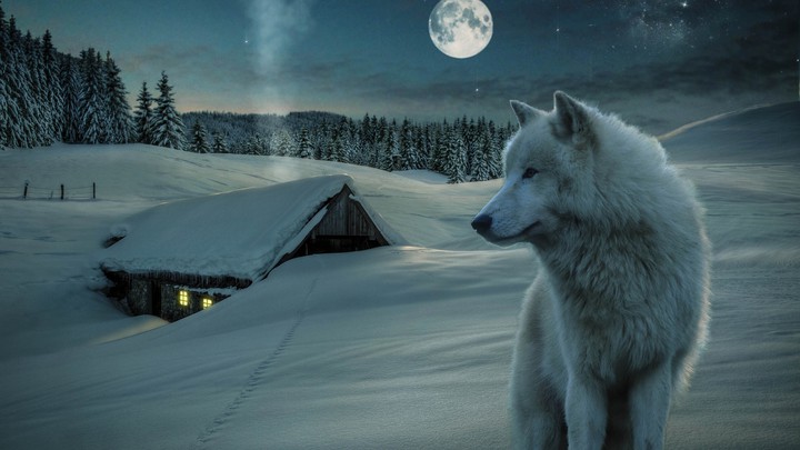 WOLF