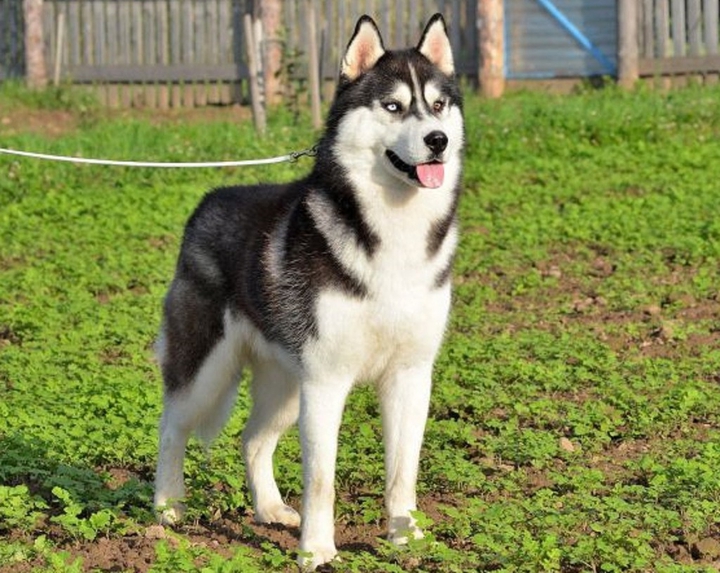 Husky