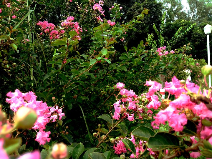 green park Nature