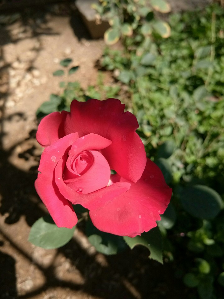 navdip
